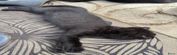 British Shorthair cats for sale: British Shorthair kittens - Advert 13