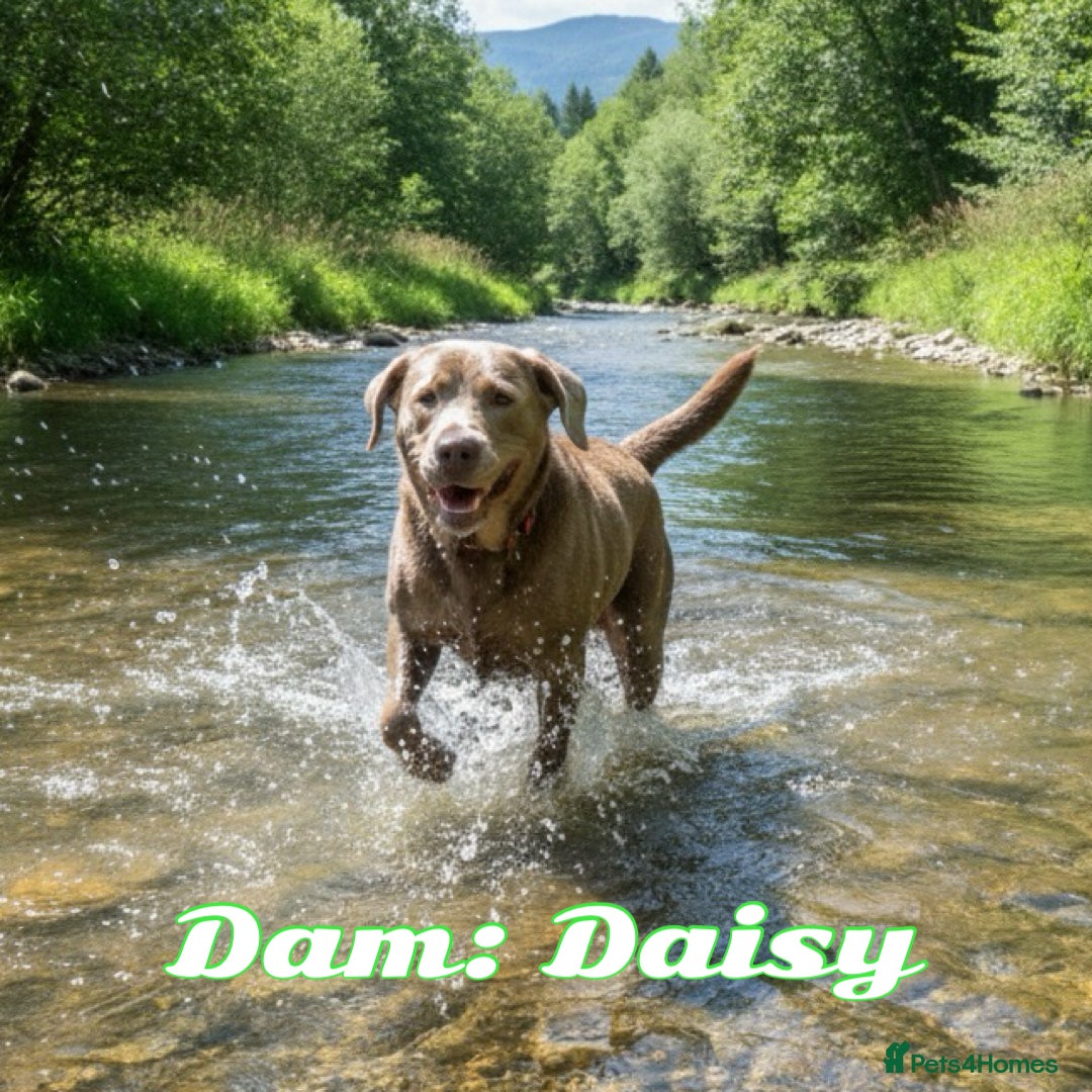 Labrador Retriever dogs Waiting List for KC Registered Health Tested pups - Advert 1