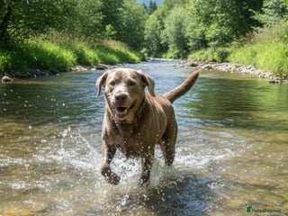 Labrador Retriever dogs Waiting List for KC Registered Health Tested pups - Advert 1