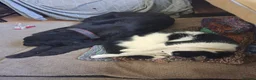 Mixed Breed dogs for adoption: 🐾❤️ HELGA FOR ADOPTION IN CORNWALL OR DEVON ❤️🐾 - Advert 7