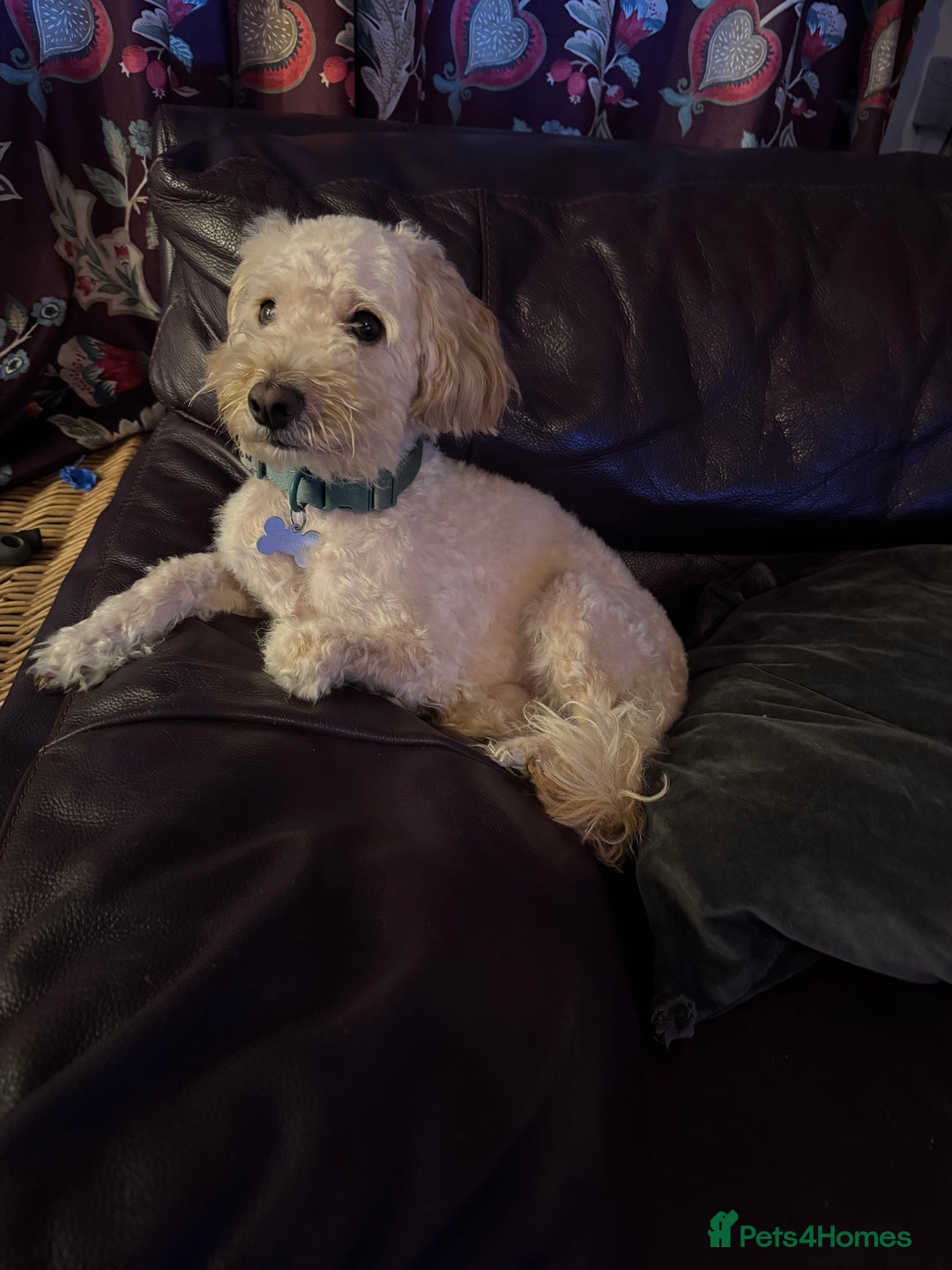 Cockapoo dogs for sale: Looking to rehome Hugo - Advert 1