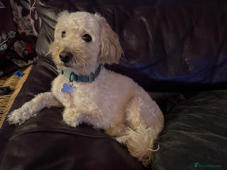 Cockapoo dogs Looking to rehome Hugo - Advert 4