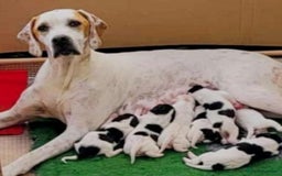 Pointer dogs for sale: Beautiful Pedigree Black & White Pointer Puppies - Image 1