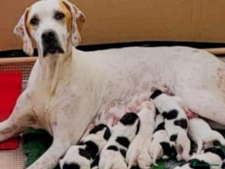 Pointer dogs - Advert 4