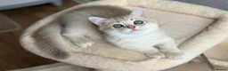 British Shorthair cats for sale: Loving Lilac Golden British Shorthair Boy - Advert 4