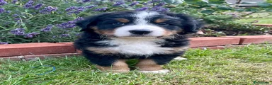 Bernese Mountain Dog 2