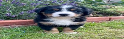 Bernese Mountain Dog dogs for sale: Bernese Mountain Dog Puppies - Advert 4