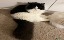 Persian cats for stud: Nice Persian ready to stud - Image 2