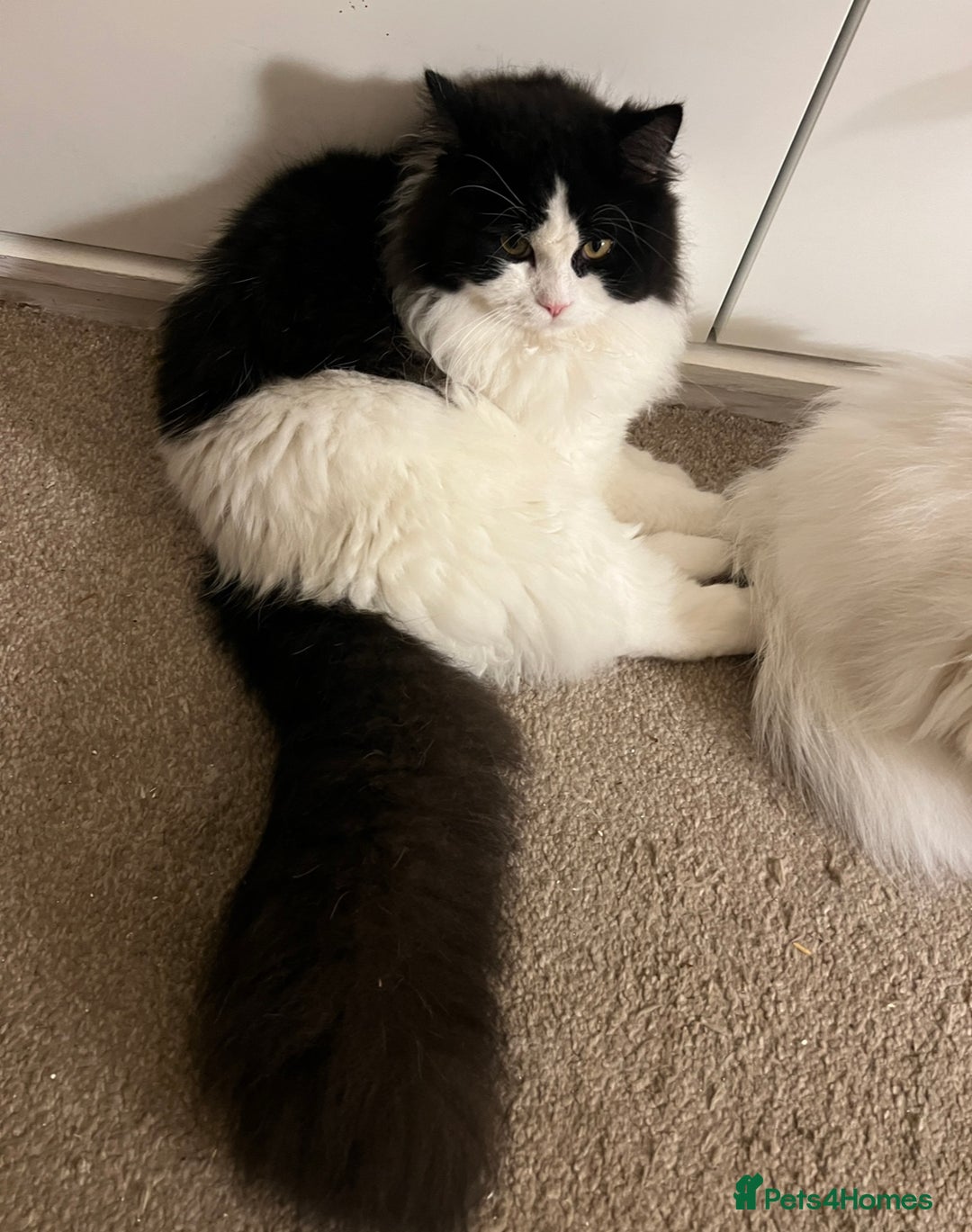 Persian cats for stud: Nice Persian ready to stud - Image 2