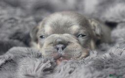 French Bulldog dogs for sale: Stunning French bulldog puppies  - Advert 15