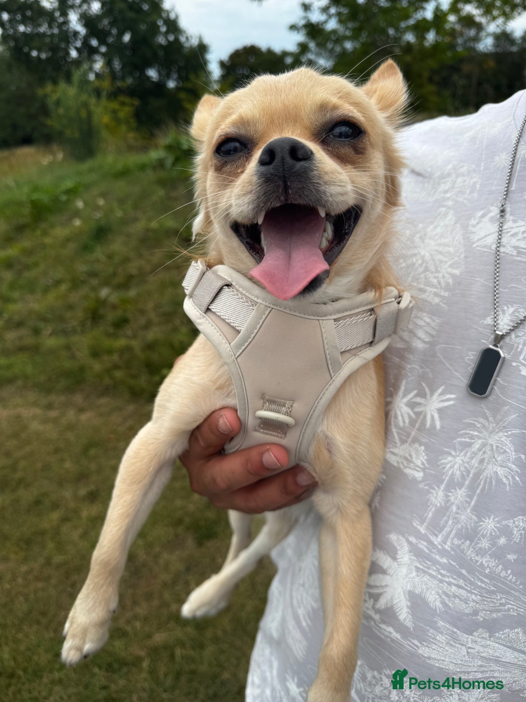 Chihuahua dogs for sale: Coco looking for home - Image 2