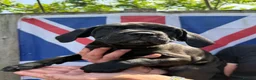 Cane Corso dogs for sale: CANE CORSO PUPPIES - Advert 17