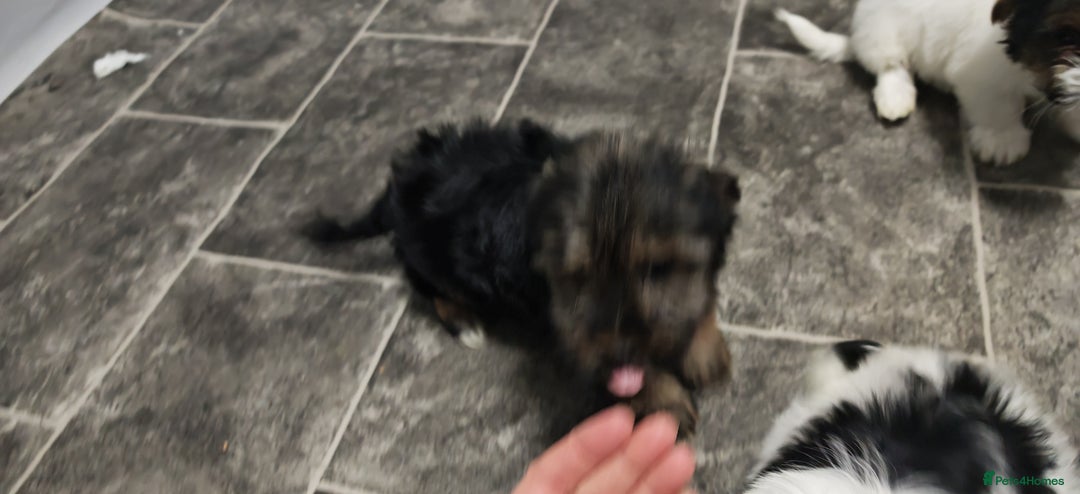 Biewer Terrier dogs for sale: Last Biewer terrier pup.Colourful Yorkshire Yorkie - Advert 5