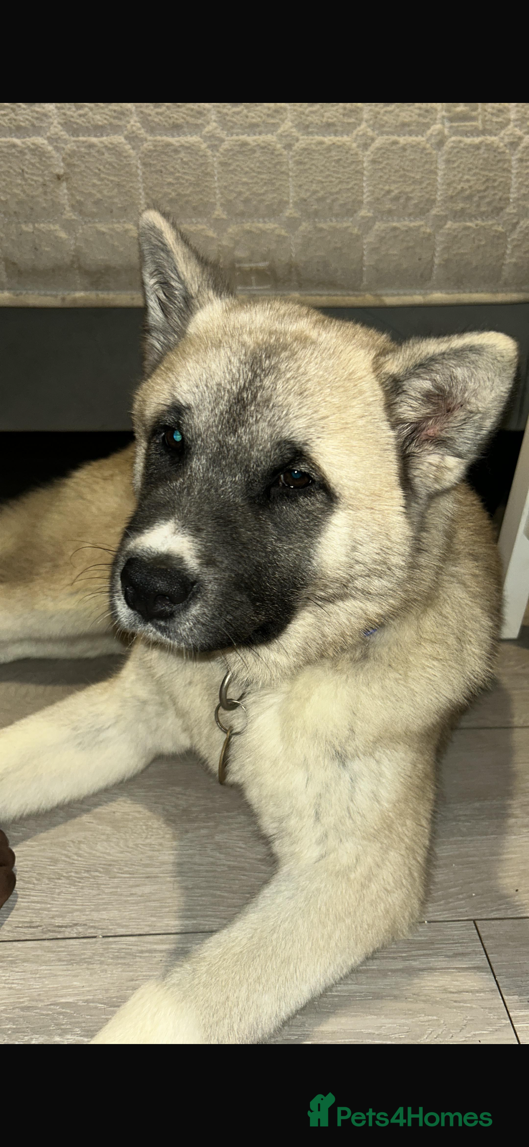 Akita dogs for sale: Japanese x American Akita - Image 2