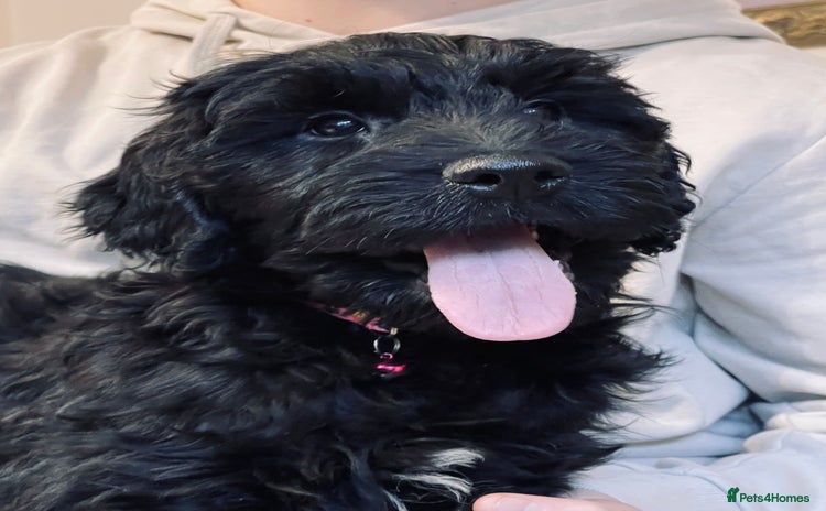 Goldendoodle dogs Goldendoodles❤️PARENTS ARE SCHOOL WELL-BEING DOGS  - Advert 15