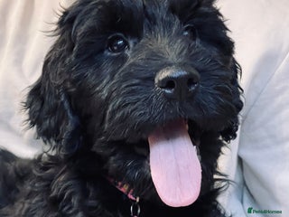 Goldendoodle dogs Goldendoodles❤️PARENTS ARE SCHOOL WELL-BEING DOGS - Advert 7