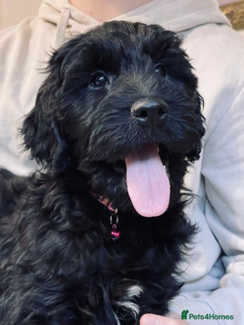 Goldendoodle dogs Goldendoodles❤️PARENTS ARE SCHOOL WELL-BEING DOGS - Advert 2