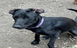 Mixed Breed dogs for sale: Collie Doberman  - Image 3