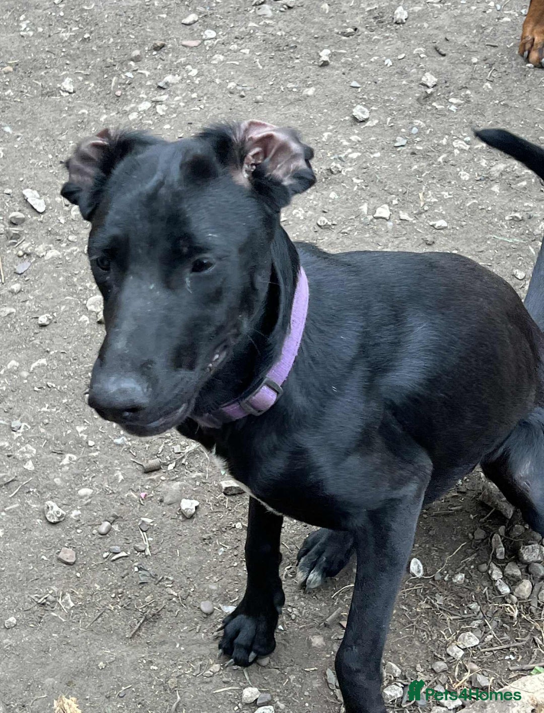 Mixed Breed dogs for sale: Collie Doberman  - Image 3