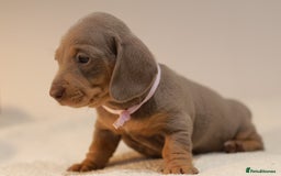 Miniature Dachshund dogs for sale: 5StarsLicensed+KC+PRAClear+VetChecked - Image 19