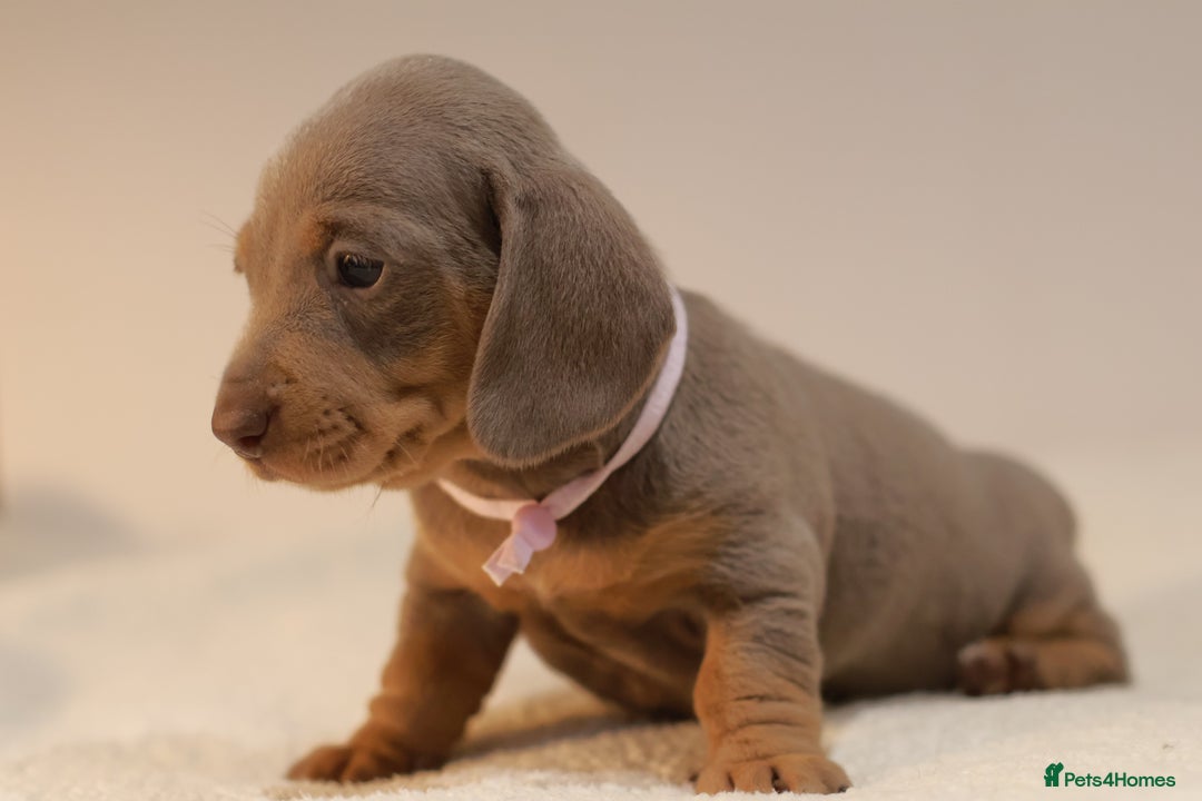Miniature Dachshund dogs for sale: 5StarsLicensed+KC+PRAClear+VetChecked - Image 19