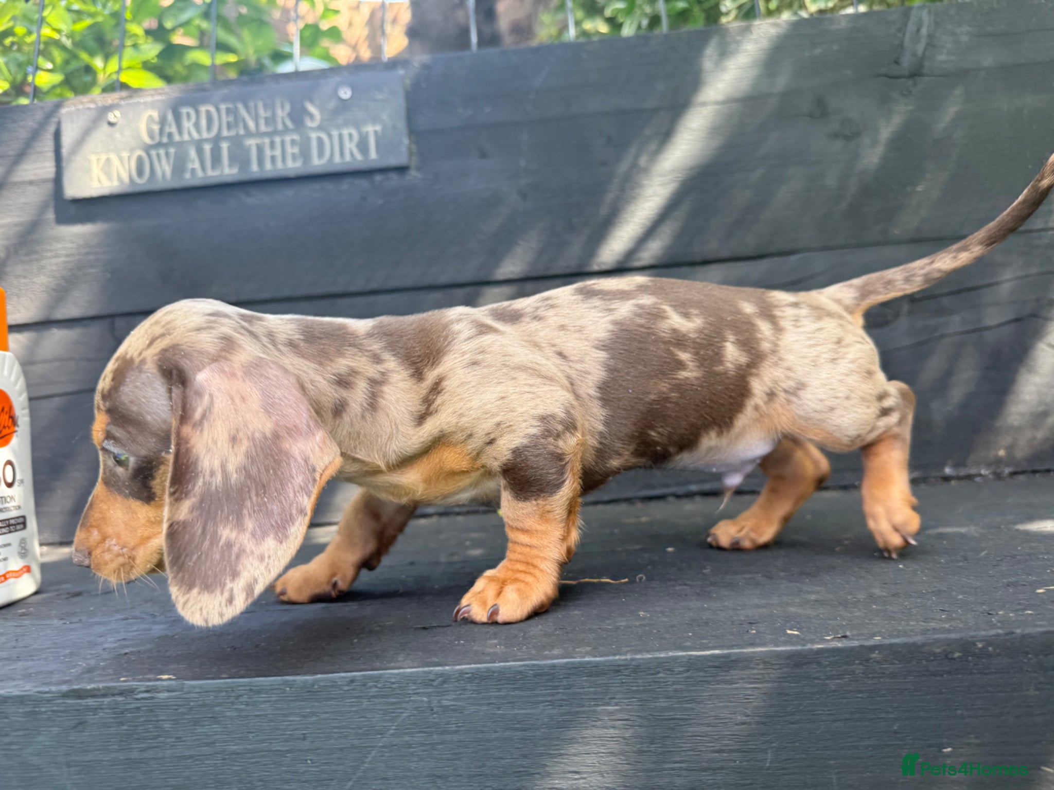 Miniature Dachshund dogs 🐾 Miniature Dachshund READY TO LEAVE 🐾 - Advert 6