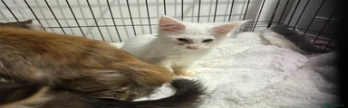 Maine Coon 7 star light