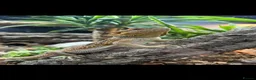 Bearded Dragon reptiles for sale: Bearded dragon - Advert 3