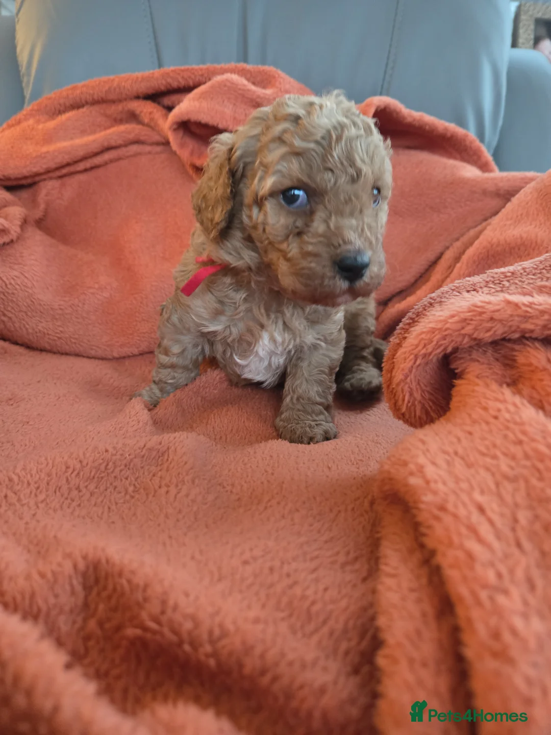 Mixed Breed dogs for sale: Beautiful Health Tested Poochon Cross Puppies  - Advert 32