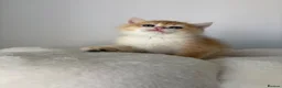 British Shorthair cats for sale: Beautiful Golden BSH NY12&NY11 Girl/Boy - Advert 9