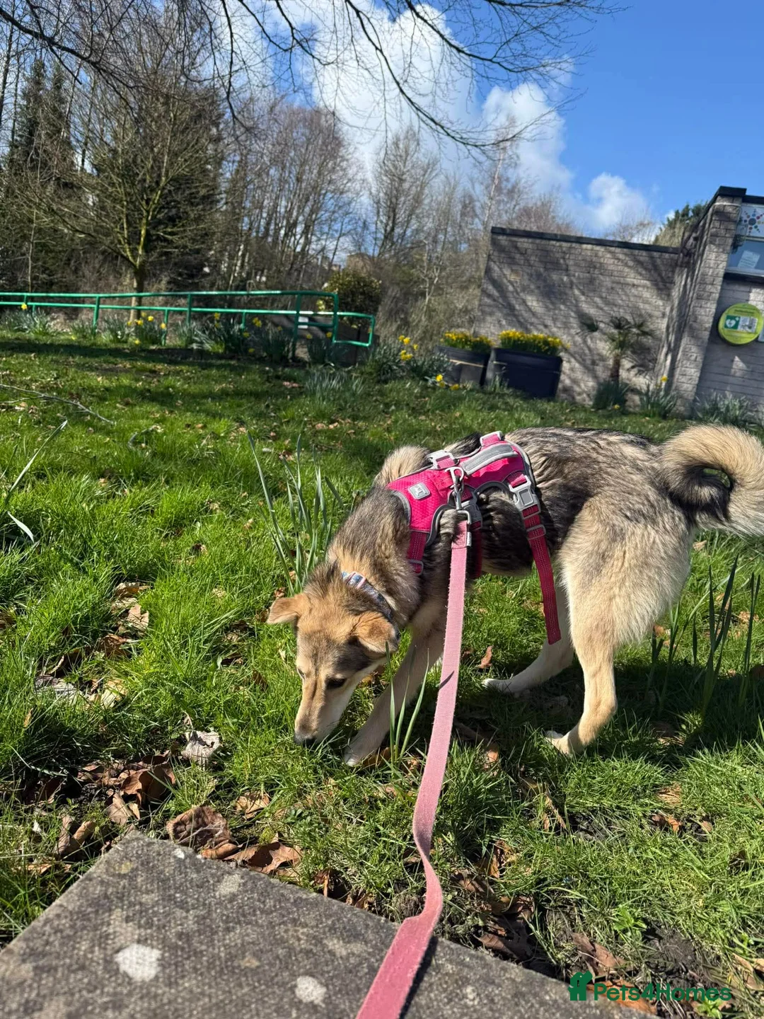 Mixed Breed dogs for adoption: Gorgeous Ruby - Advert 2