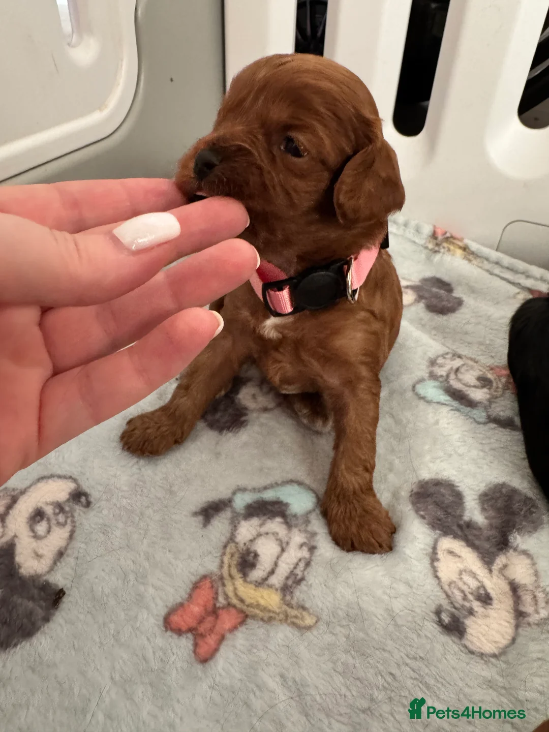Cavapoo dogs for sale: A stunning litter of 7 little Cavapoo’s - Advert 1