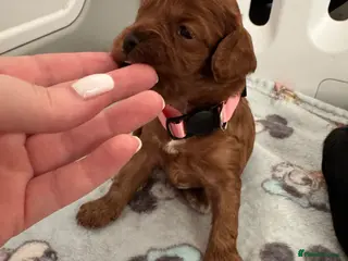 Cavapoo dogs A stunning litter of 7 little Cavapoo’s - Advert 1