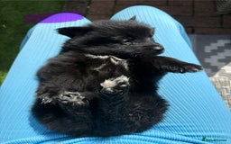 Mixed Breed dogs for sale: The most amazing pomsky  x german shepherd babies  - Image 13