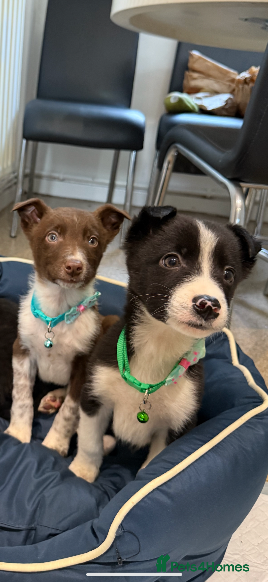Border Collie dogs for sale: 3 Beautiful Collie Pups 🐶  - Advert 3
