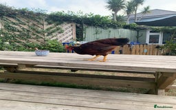 Chickens poultry for sale: Two Rhode Island Red Bantam Cockerels - Image 2