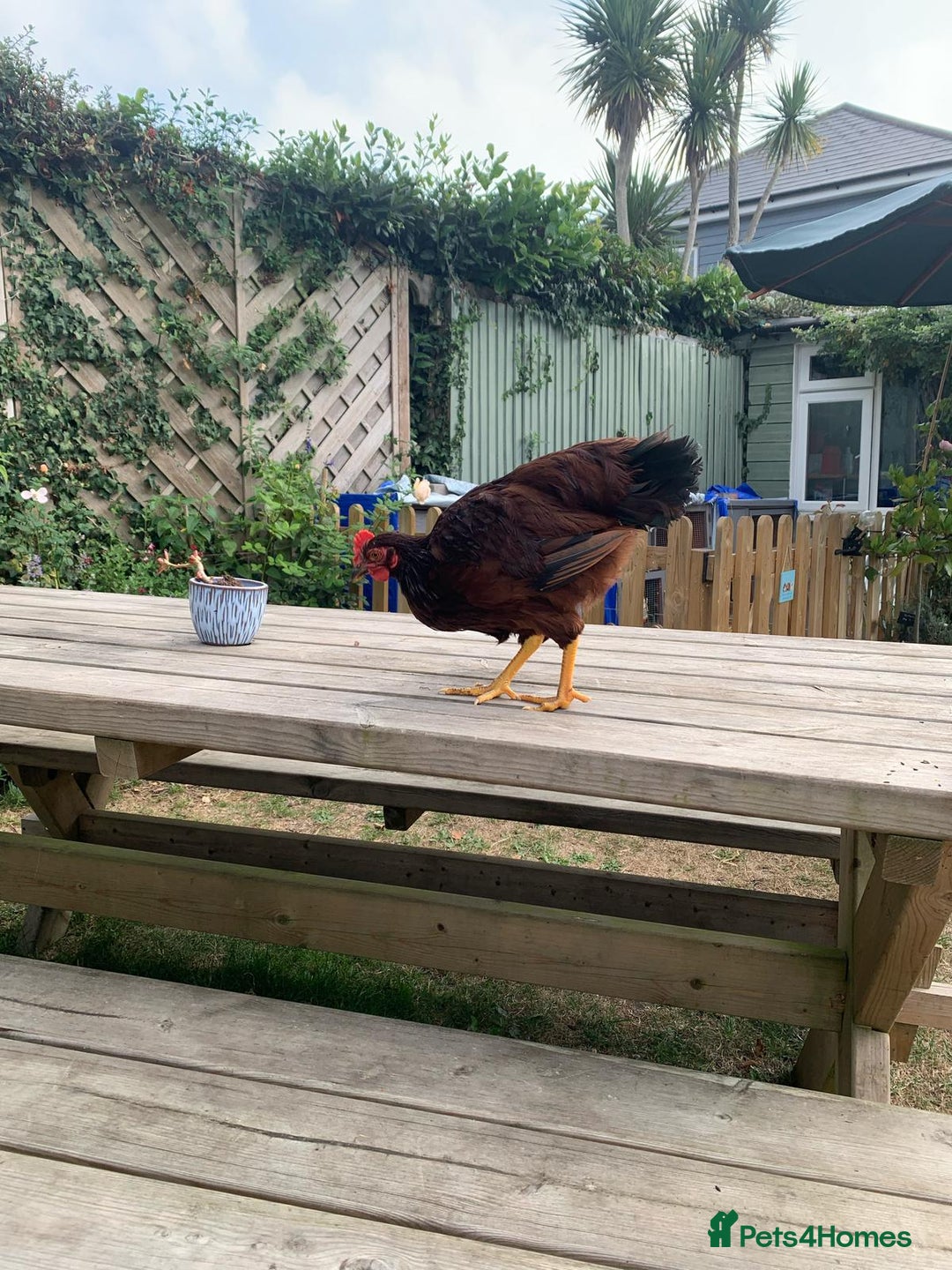 Chickens poultry for sale: Two Rhode Island Red Bantam Cockerels - Image 2