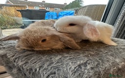 Mini Lop rabbits for sale: Lovely pair of mini lops. - Advert 2