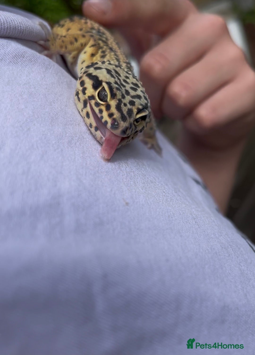 Leopard Gecko reptiles for sale: Leo the Leopard Gecko. Black Night/Mack Snow - Image 5