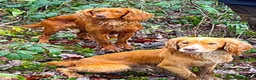 Cocker Spaniel dogs for sale: Kc registered cocker spaniel pups - Advert 12