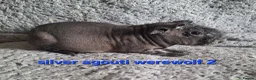 Guinea Pig rodents for sale: 2 pairs of bonded skinny boars - Advert 3