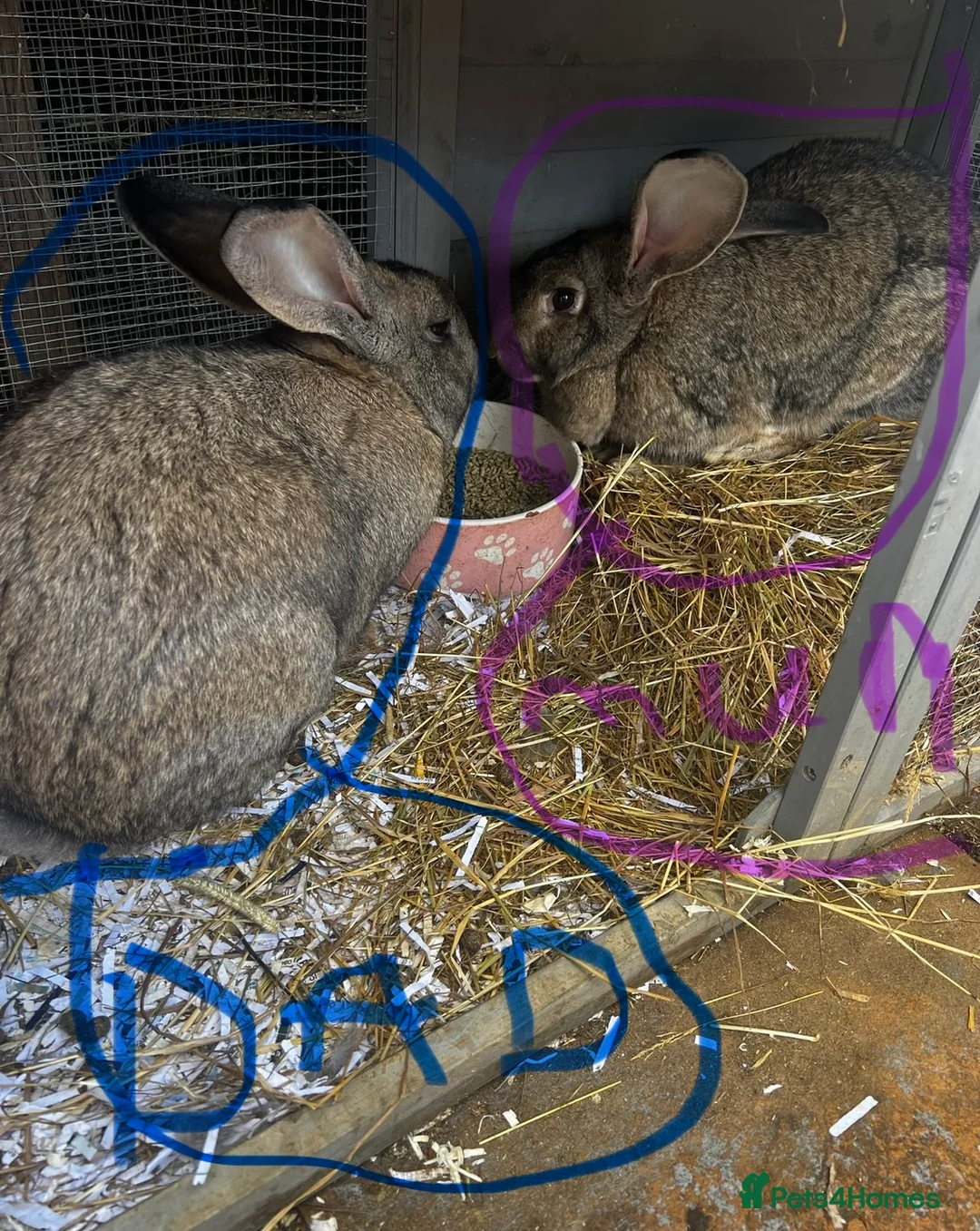 Continental Giant rabbits for sale: 4 mail continental Giants in Canterbury - Advert 16