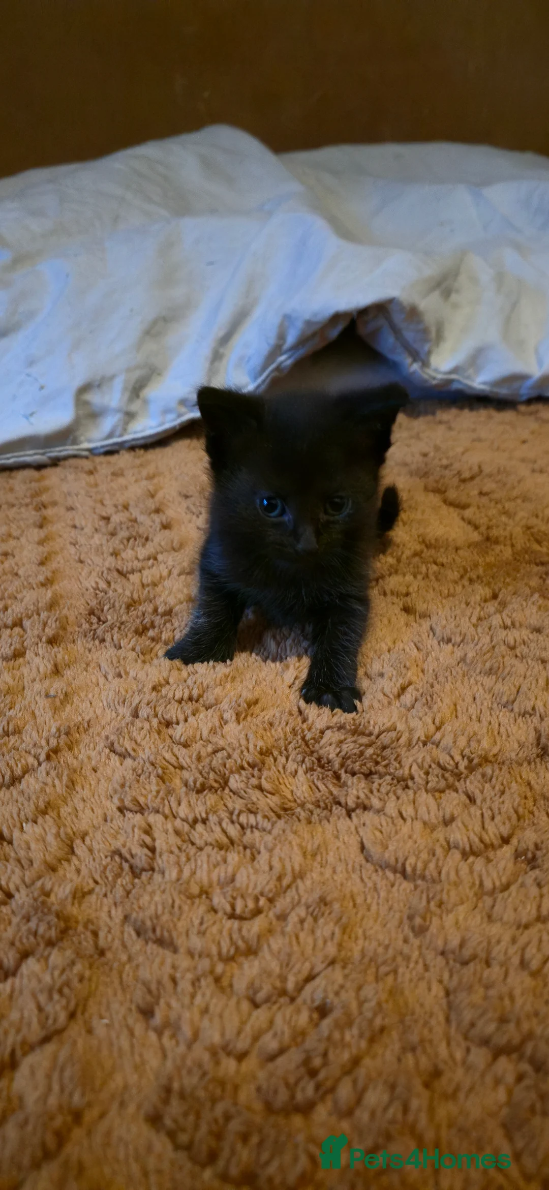 Domestic Shorthair cats for sale: Beautifull 9 kittens ready for 26th of May 2026 - Advert 11