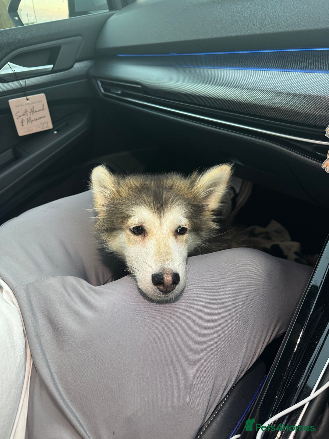 Mixed Breed dogs for sale: Alaskan malamute x German shepherd  - Advert 2