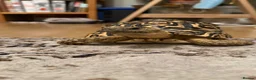 Tortoise reptiles for sale: Leopard tortoise  - Advert 3