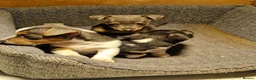 Jack Russell dogs for sale: Exceptional miniature jack russels - Advert 11