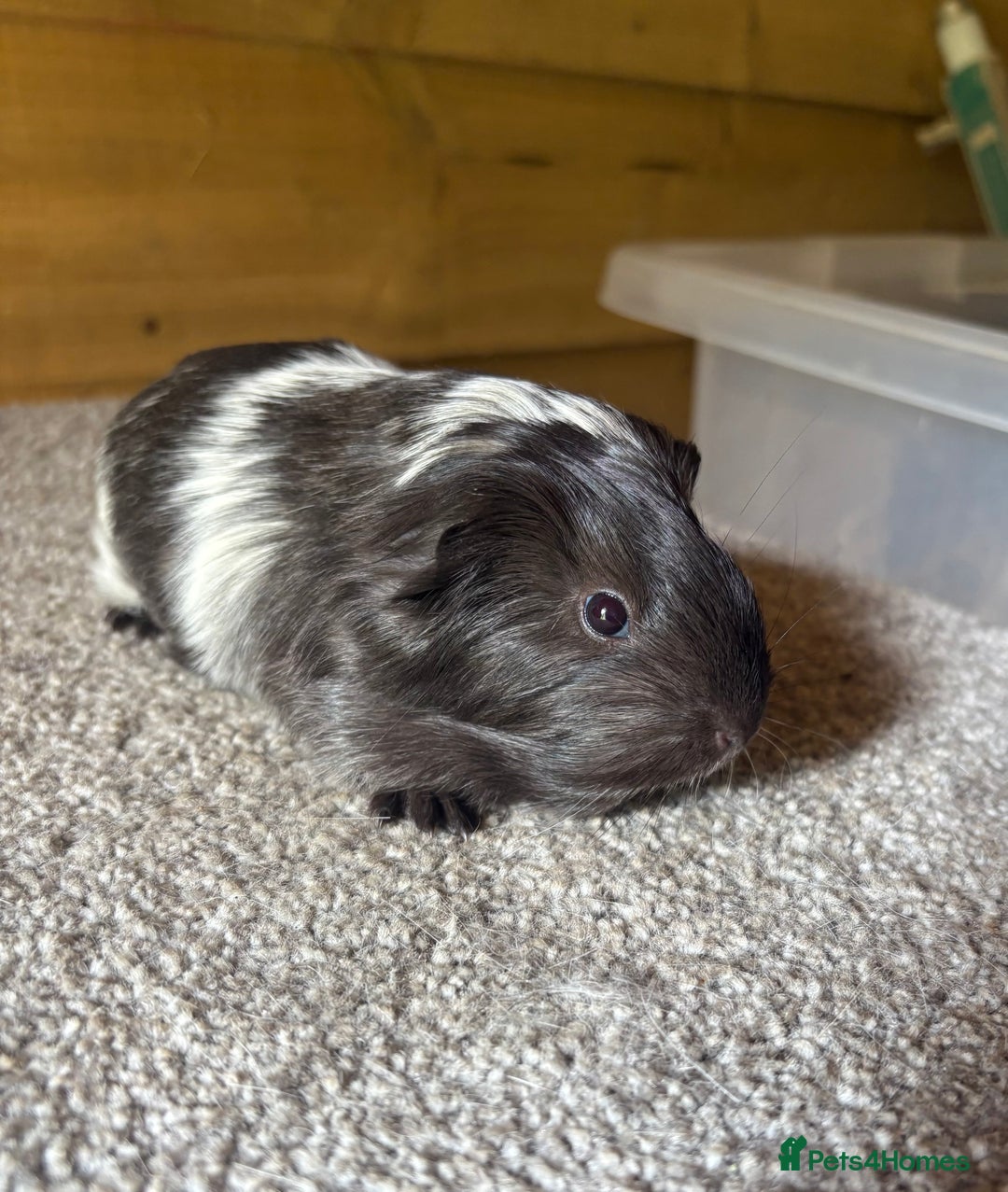 Guinea Pig rodents for sale: Pure Sheltie Guinea Pig Boars - Image 1