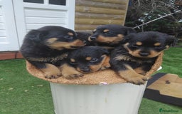 Rottweiler dogs for sale: Rottweiler Puppys 9 weeks old  - Image 2