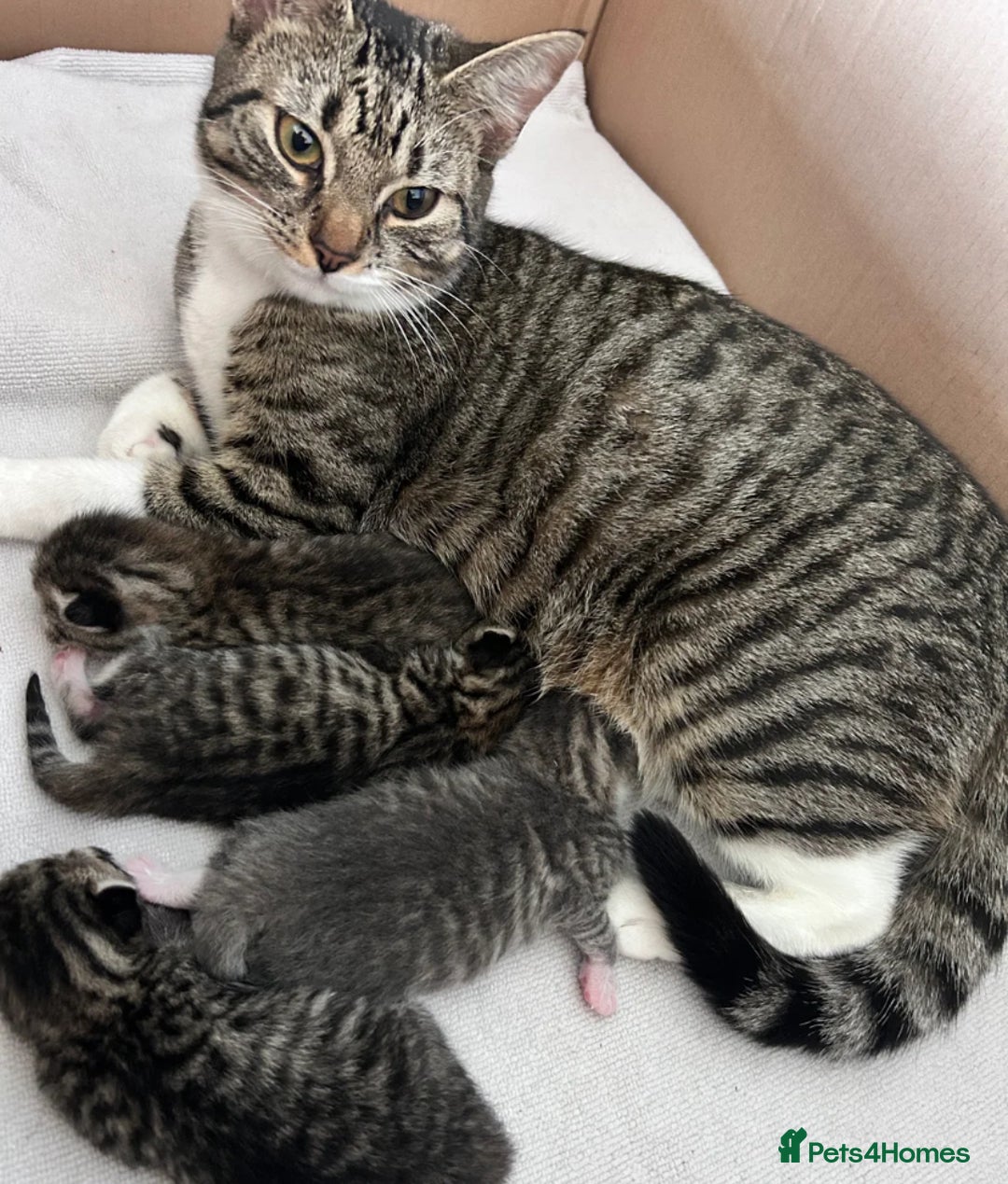 Domestic Shorthair cats for sale: Female Kitten Awaiting Its Forever Home🏡 - Advert 7