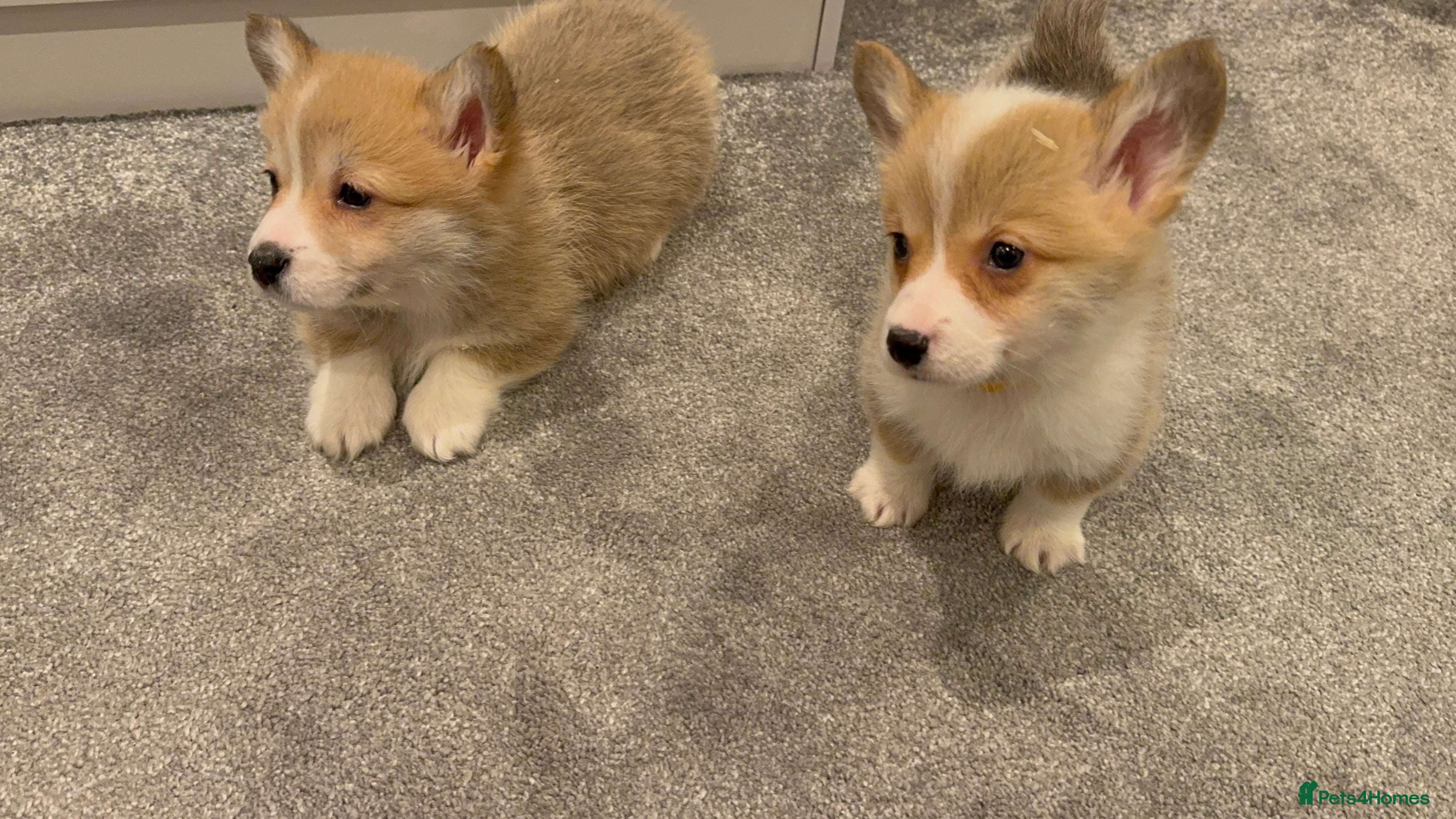 Welsh Corgi Pembroke dogs Ready now!! Kc Pembroke corgi puppies - Advert 2